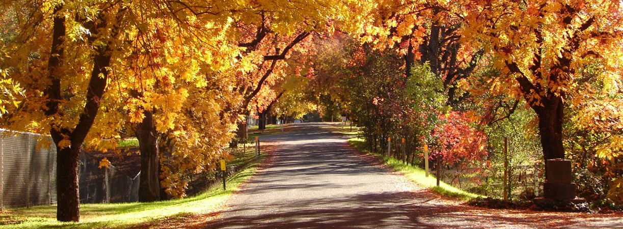 fall foliage on a street in downtown Chico